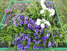 IMG 20170718 173606.jpg