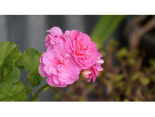 ���������� ������������ pac Pink Sybil