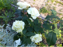 IMG 20170718 172448.jpg