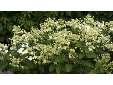 �������� (��������� ����������� ���� ���������?)