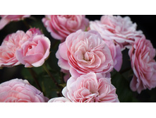 ���������� Bailando