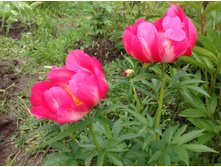 ���� �����