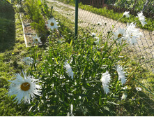 IMG 20170718 173723.jpg