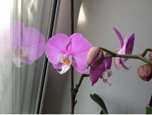 ���������� (������ ��������)