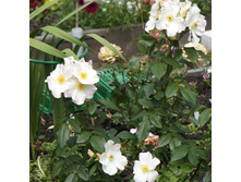 Sally Holmes (�����)