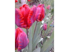 2017-05-16 17.48.27.jpg