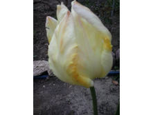 2017-05-16 17.43.55.jpg