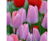 �������� ��������� ������� ��-�� ��� ��-�� 153,3 ���. ��. (� �������� 7 ��.). ������ �� 60 ��. ������� ������ �� 12 ��. .jpg