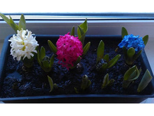 �������� ���� 2.jpg