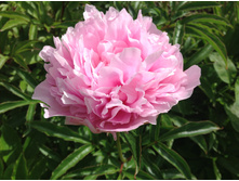 ���� ���� ������