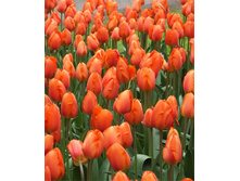 �������� ��������� ������� ���-���� ��-� ���. ����.jpg