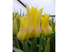 �������� ������������ ����-��� ��-�� ��� ���-��� 111,3 ���. ��. (� �������� 7 ��.). ������ �� 60 ��. ������� ������ �� 12 ��. .jpg