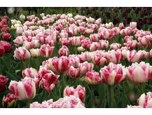 �������� �������� ������ ��-� ����-��� ���. ����..jpg