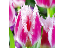 �������� ����������� ��-�� ��-�� 125,3 ���. ��. (� �������� 7 ��.). ������ �� 50 ��. ������� ������ �� 12 ��.jpg