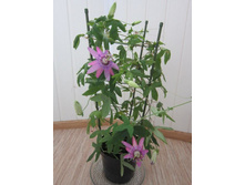 ���������� �������� ��������.