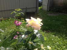 ������ ��� �� ������� ����������� (����������)