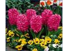 ��-���-�� �� ��-��. 85,5 ���. ��. (� �������� 3 �.). ������ �� 25 ��. ������� ������ 4 ��..jpg