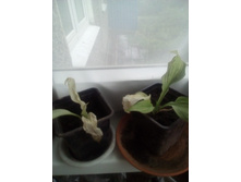 IMG 20170706 122838.jpg