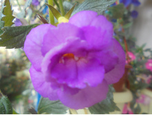 DSC05796.JPG