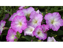 ������� ����������� ����� ���� ����