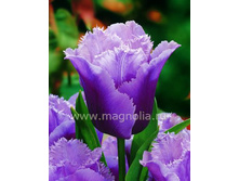 �������� ����������� ��-� ��-��� 139,3 ���. ��. (� �������� 7 ��.). ������ �� 50 ��. ������� ������ �� 10 ��.jpg