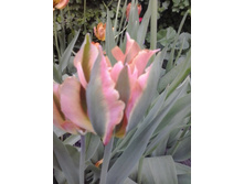 2016-05-11 18.10.26.jpg