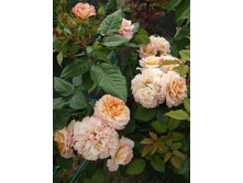 ������� �����