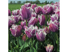 �������� ����������� ���-���� ���. ����.jpg