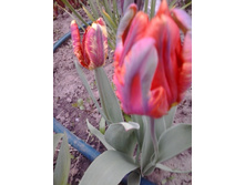 2017-05-16 17.48.43.jpg