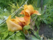 0-02-05-da51744e6287c05e62690c2d4d981f04baea611d6188a71fc190e8b9cd97ee1a full.jpg