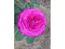 ����� ����