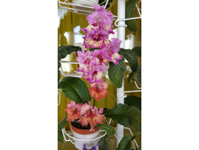 �������������� ����� � �����