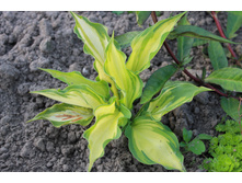 ����� �������� ������ �����.JPG