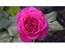 �� Johann Wolfgang von Goethe