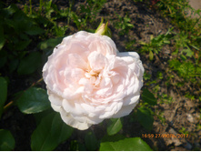 Stephanie Baronin zu Guttenberg