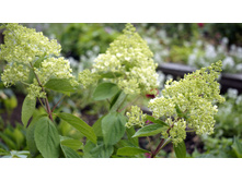 ����������� �����������