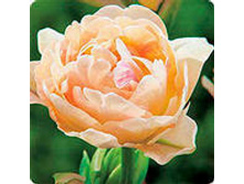 �������� �������� ������� ���-���� ��-�� 181,3 ���. ��. (� �������� 7 ��.). ������ �� 50 ��. ������� ������ �� 10 ��..jpg