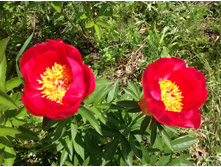 ���� ������� �� �������