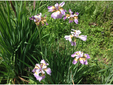 ���� ��������� ������