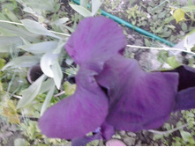 2017-06-09 20.07.02.jpg