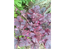 ������� heuchera midnight rose.jpg