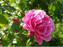 IMG 20170718 173341.jpg