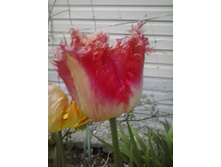 2016-05-08 19.58.39.jpg