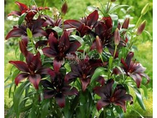 ����� ��-���� ���. ����.jpg