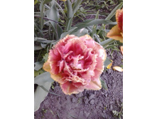 2017-05-22 18.07.19.jpg