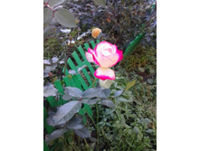 2015-09-24 15.32.00.jpg