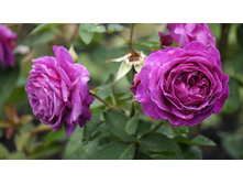 ����� ����