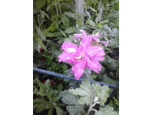 2016-06-29 19.43.00.jpg