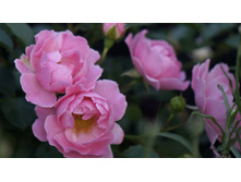 �������������� Sommerwind