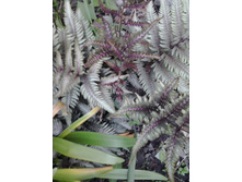 2016-05-16 16.20.39.jpg